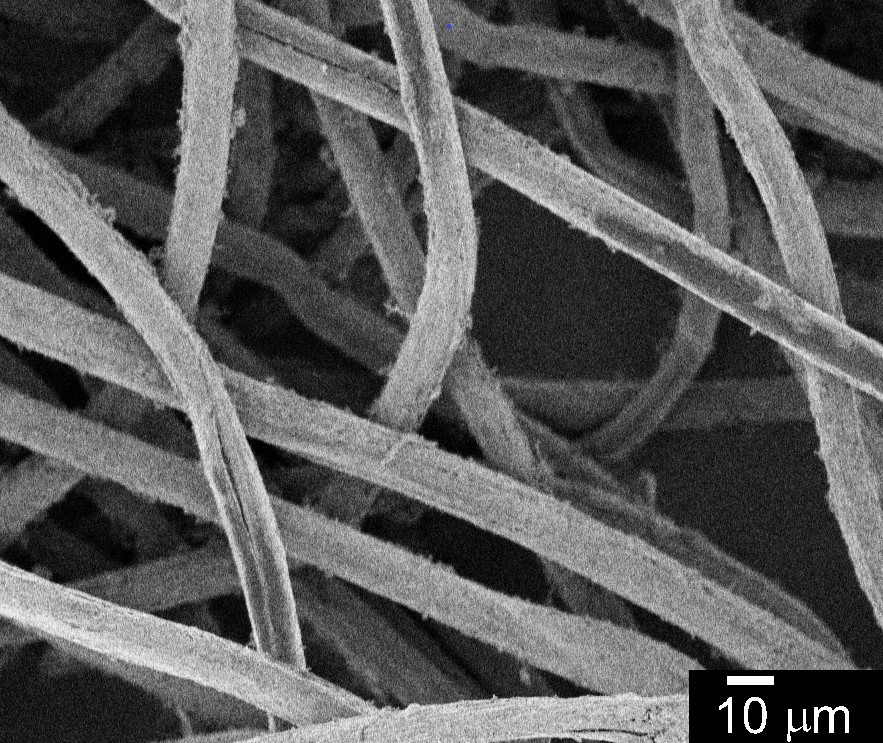 ミノムシが産生する高強度繊維と導電性高分子を組み合わせた新規複合繊維材料を開発page-visual ミノムシが産生する高強度繊維と導電性高分子を組み合わせた新規複合繊維材料を開発ビジュアル