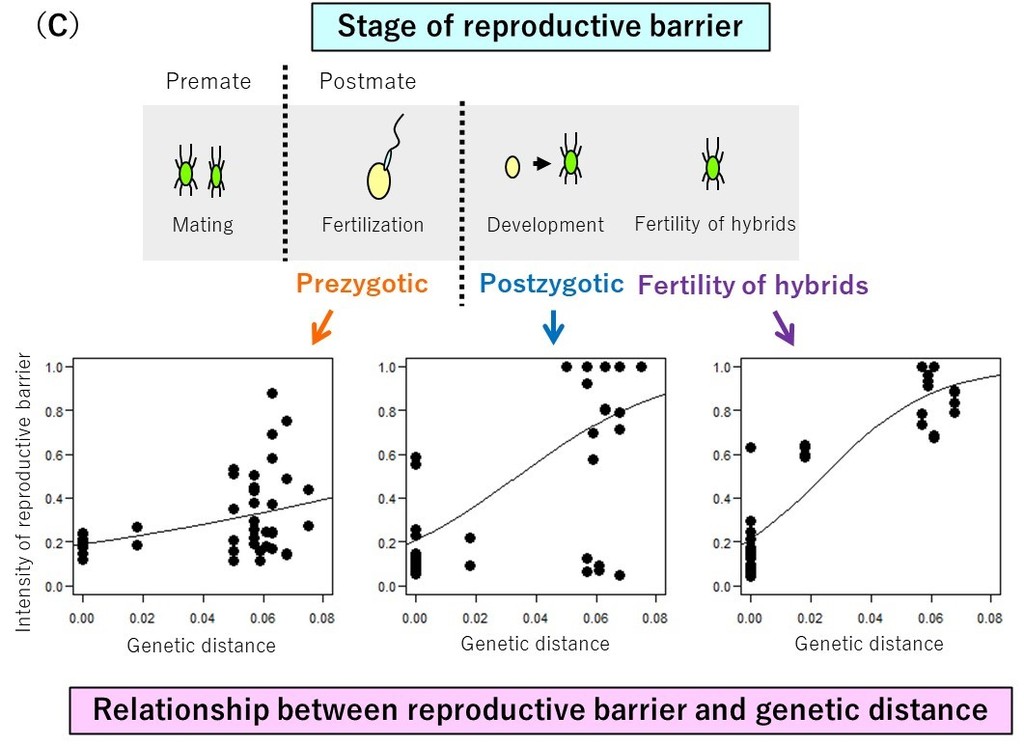 ハダニの生殖隔離にはどれくらいの遺伝距離が必要か〜半倍数体における種分化研究のモデルとして〜page-visual ハダニの生殖隔離にはどれくらいの遺伝距離が必要か〜半倍数体における種分化研究のモデルとして〜ビジュアル